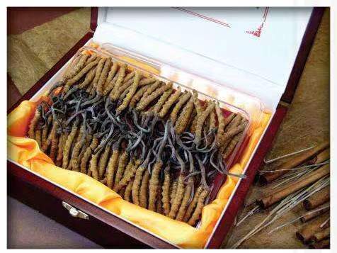 阿图什冬虫夏草回收